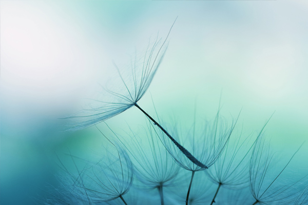 A delicate seed floating in balance